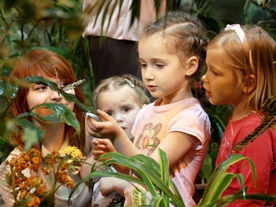 Частный детский сад «Взмах» в Центральном районе – Музей живых бабочек