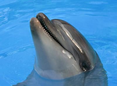 Частный детский сад «Взмах» в Центральном районе – Гранд макет Россия