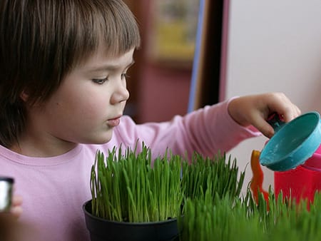 Частный детский сад «Взмах», Кировский район – выращиваем растения